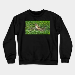 Female Rose-Breasted Grosbeak Sitting In The Grass and Sunflower Seed Shells Crewneck Sweatshirt